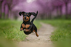 running Rabbit Dachshund