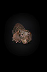 Rabbit-Dachshund in front of a black background