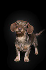 Rabbit-Dachshund in front of a black background