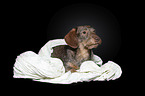 Rabbit-Dachshund in front of a black background