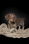 Rabbit-Dachshund in front of a black background