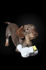Rabbit-Dachshund in front of a black background