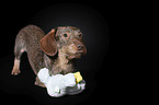 Rabbit-Dachshund in front of a black background