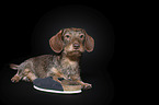 Rabbit-Dachshund in front of a black background