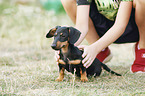 human with Rabbit Dachshund Puppy
