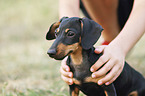 human with Rabbit Dachshund Puppy