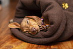 sleeping Kaninchen-Dachshund