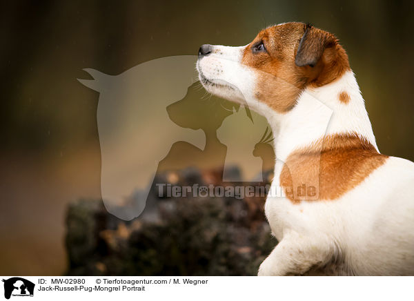 Rassmo Portrait / Jack-Russell-Pug-Mongrel Portrait / MW-02980