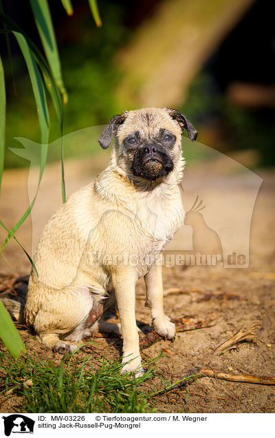 sitzender Rassmo / sitting Jack-Russell-Pug-Mongrel / MW-03226