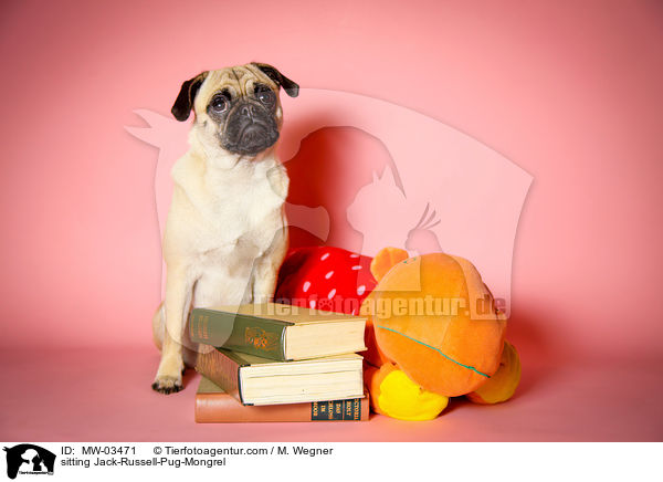 sitzender Rassmo / sitting Jack-Russell-Pug-Mongrel / MW-03471