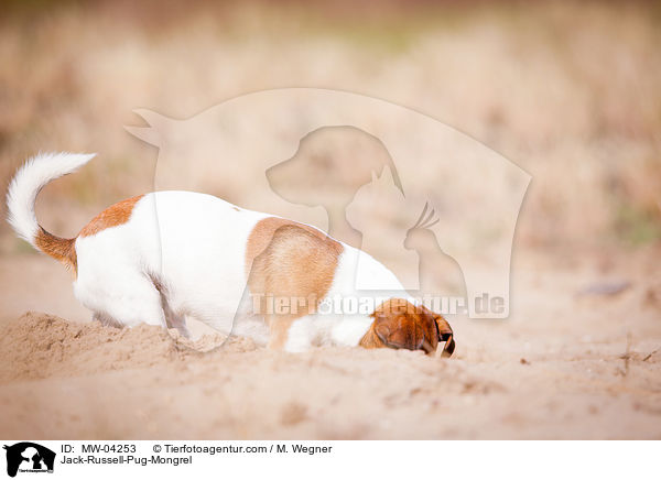 Rassmo / Jack-Russell-Pug-Mongrel / MW-04253