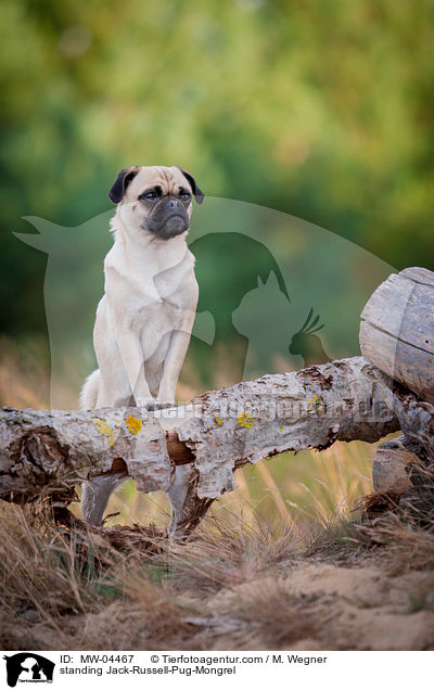 standing Jack-Russell-Pug-Mongrel / MW-04467