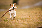 running Jack-Russell-Pug-Mongrel