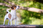 standing Jack-Russell-Pug-Mongrel