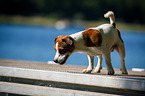 standing Jack-Russell-Pug-Mongrel