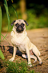 sitting Jack-Russell-Pug-Mongrel