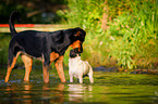 standing Jack-Russell-Pug-Mongrel