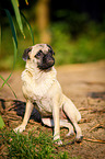 sitting Jack-Russell-Pug-Mongrel