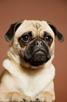 young Jack-Russell-Pug-Mongrel