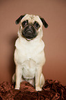 sitting Jack-Russell-Pug-Mongrel