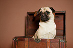 young Jack-Russell-Pug-Mongrel