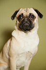 young Jack-Russell-Pug-Mongrel