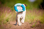 running Jack-Russell-Pug-Mongrel