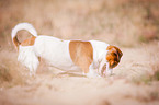 Jack-Russell-Pug-Mongrel