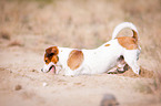 Jack-Russell-Pug-Mongrel