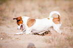 Jack-Russell-Pug-Mongrel