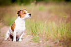 sitting Jack-Russell-Pug-Mongrel