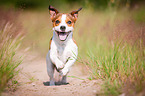 running Jack-Russell-Pug-Mongrel