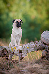 standing Jack-Russell-Pug-Mongrel