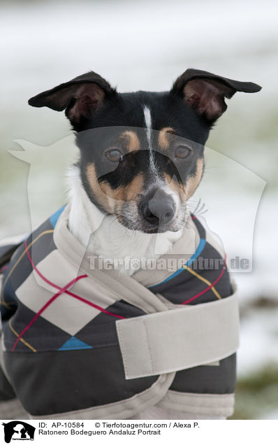 Ratonero Bodeguero Andaluz Portrait / AP-10584