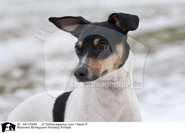 Ratonero Bodeguero Andaluz Portrait / Ratonero Bodeguero Andaluz Portrait / AP-10586