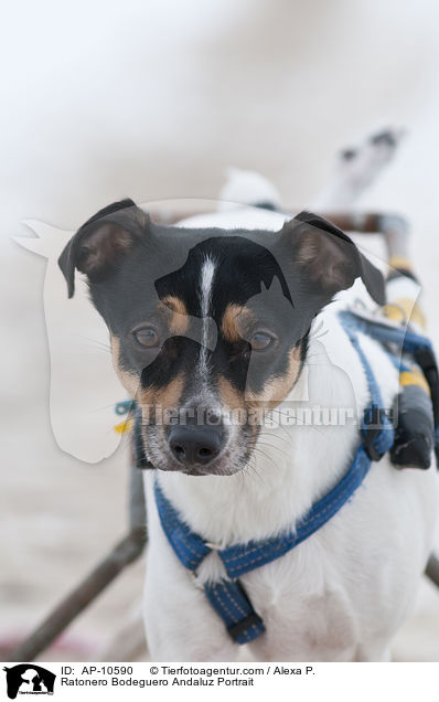 Ratonero Bodeguero Andaluz Portrait / AP-10590