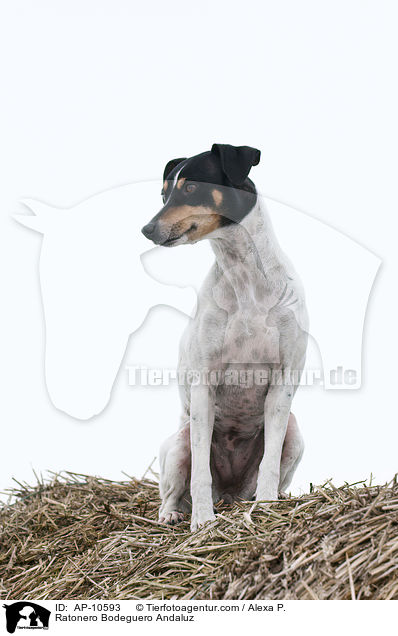 Ratonero Bodeguero Andaluz / Ratonero Bodeguero Andaluz / AP-10593