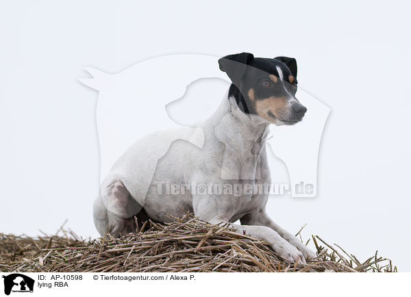 liegender Ratonero Bodeguero Andaluz / lying RBA / AP-10598