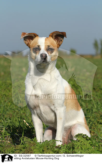 sitting Andalusian Mouse-Hunting Dog / SS-32587