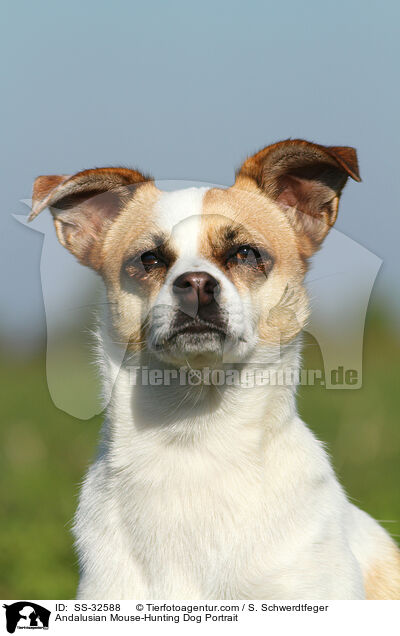 Andalusian Mouse-Hunting Dog Portrait / SS-32588