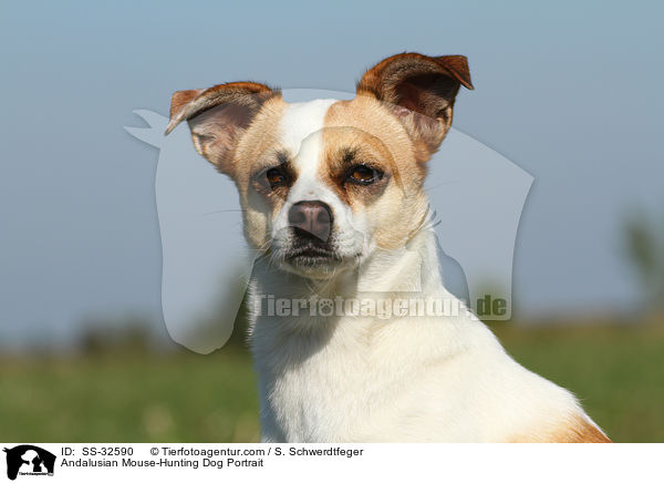 Andalusian Mouse-Hunting Dog Portrait / SS-32590
