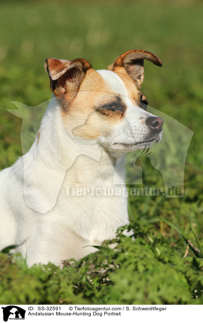 Andalusian Mouse-Hunting Dog Portrait / SS-32591