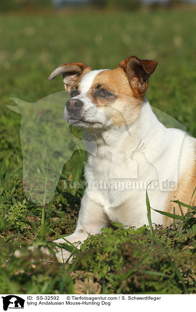 lying Andalusian Mouse-Hunting Dog / SS-32592