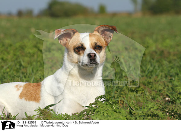 lying Andalusian Mouse-Hunting Dog / SS-32593