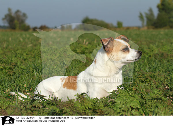 lying Andalusian Mouse-Hunting Dog / SS-32594