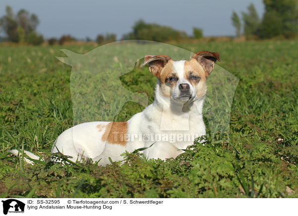 liegender Ratonero Bodeguero Andaluz / lying Andalusian Mouse-Hunting Dog / SS-32595