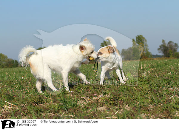 2 playing dogs / SS-32597