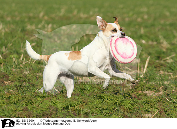 playing Andalusian Mouse-Hunting Dog / SS-32601