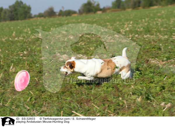 playing Andalusian Mouse-Hunting Dog / SS-32603
