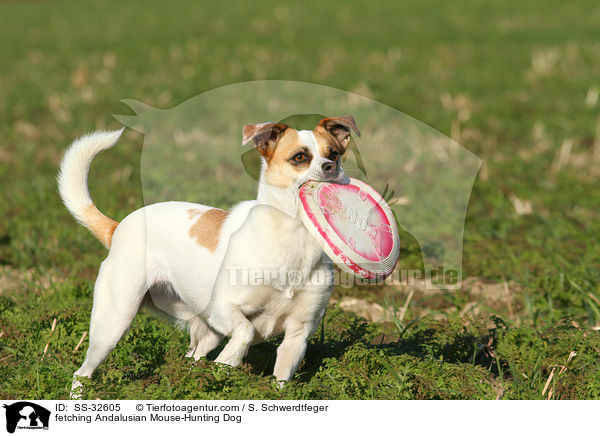 fetching Andalusian Mouse-Hunting Dog / SS-32605